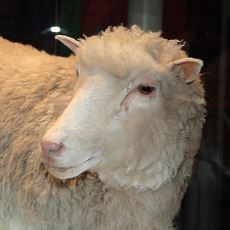 Başarıyla Klonlanan İlk Memeli Hayvan Olarak Tarihe Geçen Koyun: Dolly