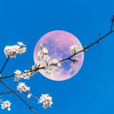 Bu Gece Gökyüzünde Gözlemlenebilecek Doğa Olayı: Pembe Ay