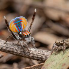 Tavus Kuşu Örümceğinin Dişiyi Etkileyemezse Öldüğü Acayip Çiftleşme Dansı