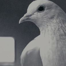 Mr. Nobody Filmi, Neden Güvercin Hurafesini Anlatan Bir Kesit ile Açılıyor?