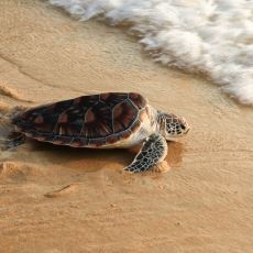 Binlerce Km Yüzen Deniz Kaplumbağası Doğduğu Kumsala Nasıl Geri Dönebiliyor?
