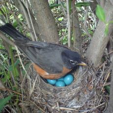 Kuş Yumurtalarının Şekli ve Büyüklükleri Neye Göre Değişiyor?