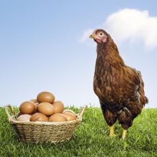 Tavuk mu Yumurtadan Çıkar Yoksa Yumurta mı Tavuktan Çıkar?