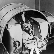 Herkesin Öleceğini Bilmesine Rağmen Uzaya Gönderilen İlk Hayvan, Laika'nın Hikayesi