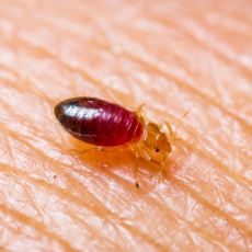 Sinsice Yatağa Yerleşerek İnsan Kanıyla Beslenen Böcek: Tahtakurusu