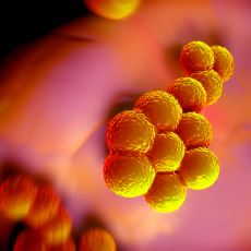 Gıda Zehirlenmelerinin Başrolü Olan Bakteri: Staphylococcus Aureus