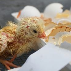 Civcivler Yumurtanın İçindeyken Nasıl Nefes Alabiliyor?