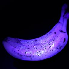 UV Işığı Altında Muzlar Neden Neon Mavisi Gibi Parlar?