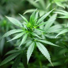 Yıllarca Uyuşturucu Diye Yasaklanan Mucize Bitki Kenevirin Onlarca Faydası