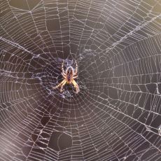 Örümcekler, Neden Gelişigüzel Öldürülmemesi Gereken Canlılardır?