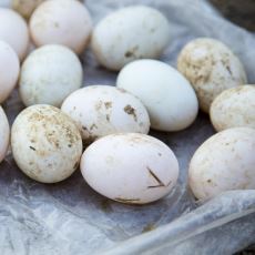 Marketlerdeki Bazı Yumurtalar Neden Temiz Şekilde Satılmıyor?