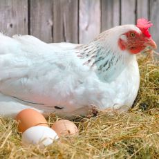 Gezen Tavuk Yumurtası Alırken Aklınızda Bulunması Gereken Bilgiler