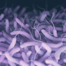 Kendi Evrimi İçin Ölen Arkadaşının DNA'sını Çalan Bakteri: Vibrio Cholerae