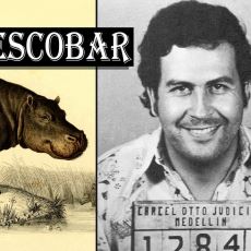 Pablo Escobar'ın Eğlencesiyken Çoğalarak Kolombiya'yı İstila Eden Su Aygırları