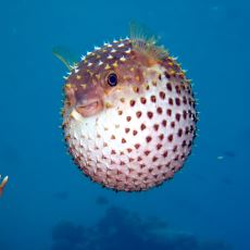Japonya'da, Yemenin Cesaret Göstergesi Olduğu Deniz Canlısı: Balon Balığı