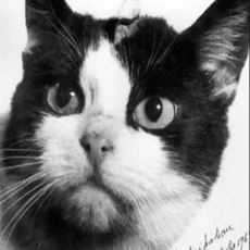 Uzaya Gidip Şaşırtıcı Şekilde Sağ Salim Dönen İlk Kedi: Felicette