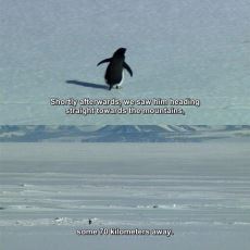 Sosyal Medyada Gündem Olan Nihilist Penguenin Yalnız Yürümesinin Bilimsel Sebebi