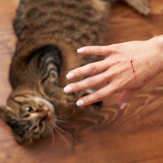 Kedi ile Temas Sonucu Bulaşabilen Bir Hastalık: Kedi Tırmığı Hastalığı