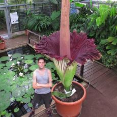 Dünyanın En Garip Bitkilerinden Biri: Amorphophallus Titanum, Nam-ı Diğer Ceset Çiçeği
