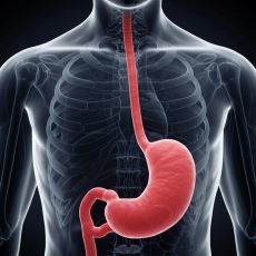 Uzun Süre Aç Kalırsak Vücudumuzda Neler Olup Biter?