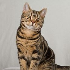 Tekir Kedilerin Kürk Rengine Sahip Olabilen Cins Kediler