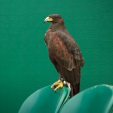 Wimbledon'da Güvercinleri Korkutmakla Görevli Olan Şahin: Rufus