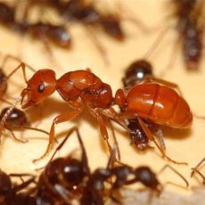 İş Gücünü Artırmak İçin Komşu Koloniden Adam Çalan Beleşçi Hayvan: Köle Yapıcı Karınca