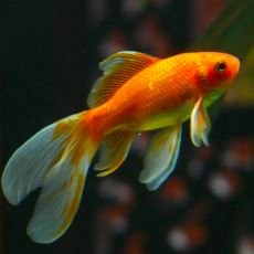 Japon Balıkları Neden Ölür?