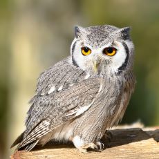 Uğursuzluk Sembolü Olarak Bilinen Baykuşun Türk Mitolojisindeki Önemli Yeri