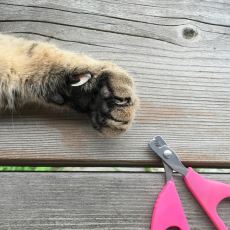 Kedilerin Tırnak Kesimi Nasıl Yapılır?