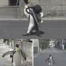 Balık Pazarına Yıllarca Kendi Gidip Gelen Penguen Lala'nın Yüreğinize Dokunacak Öyküsü