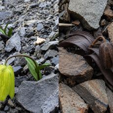 İnsanlardan Saklanacak Şekilde Evrimleşen İnanılmaz Bitki: Fritillaria Delavayi