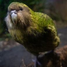Nesli Tükenmekte Olan, Dünyanın En Tombul ve Uçamayan Tek Papağanı: Kakapo