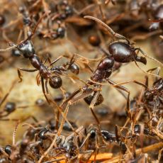 Dünya Üzerinde Kaç Tane Karınca Yaşıyor?