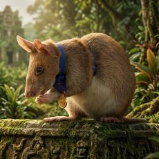 Kamboçya'da Onlarca İnsanı Ölüm ve Yaralanmaktan Kurtaran Sıçan: Magawa