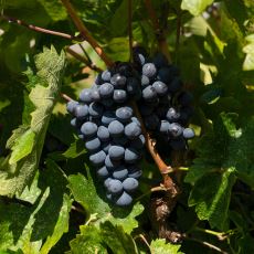 Kendine Has Rengiyle Diğer Yerli Şaraplıklardan Ayrılan Üzüm Çeşidi: Kalecik Karası