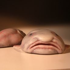 Dünyanın En Çirkin Hayvanı Seçilen İlginç Balık Cinsi: Blobfish