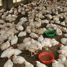 Bugün Yediğimiz Broiler Tavuklarının 1948'de Bir Yarışmayla Başlayan İlginç Hikayesi