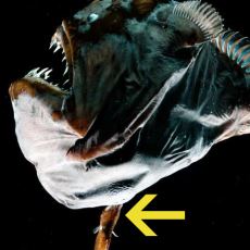 Dişiye Hayatını Adayan Fener Balığının İnanılmaz Cinsel Adaptasyonu