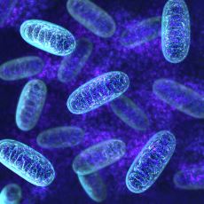 Çocuğa Neredeyse Sadece Anneler Tarafından Aktarılan İlginç Yapı: Mitokondriyal DNA