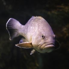 Dişi Başladığı Hayatının 18. Yılında Erkek Olan İlginç Bir Balık: Orfoz