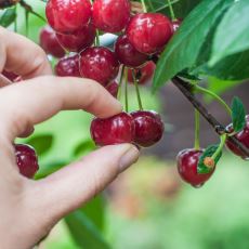 Bir Görüşün veya Olayın Sadece İşinize Gelen Kısımlarını Kullanma: Cherry Picking