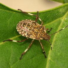 Karadeniz'deki Fındık Hasadını Katleden Kahverengi Kokarca Böceği Türkiye'ye Nasıl Geldi?