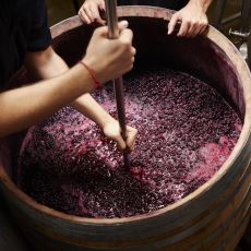 Kırmızı Şarabın Temelinin Oluşmasını Sağlayan Önemli Aşama: Maserasyon