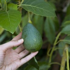 Sağlıklı Beslenmeye Kafayı Takanlar İçin Keyifli Bir Uğraş: Avokado Ağacı Yetiştirmek