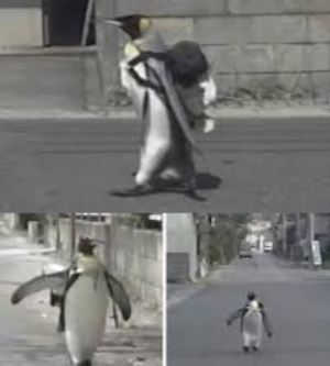 Balık Pazarına Yıllarca Kendi Gidip Gelen Penguen Lala'nın Yüreğinize Dokunacak Öyküsü