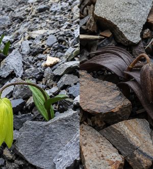 İnsanlardan Saklanacak Şekilde Evrimleşen İnanılmaz Bitki: Fritillaria Delavayi