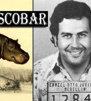 Pablo Escobar'ın Eğlencesiyken Çoğalarak Kolombiya'yı İstila Eden Su Aygırları