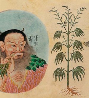 Kenevirin Uyuşturucu Olarak Kullanımının En Eski Kanıtı: Çin'deki 2700 Yıllık Stok