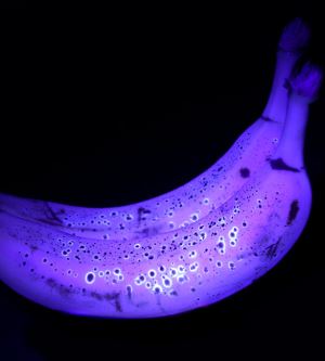 UV Işığı Altında Muzlar Neden Neon Mavisi Gibi Parlar?
